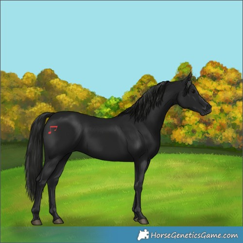 Horse Color:Gray Black 
