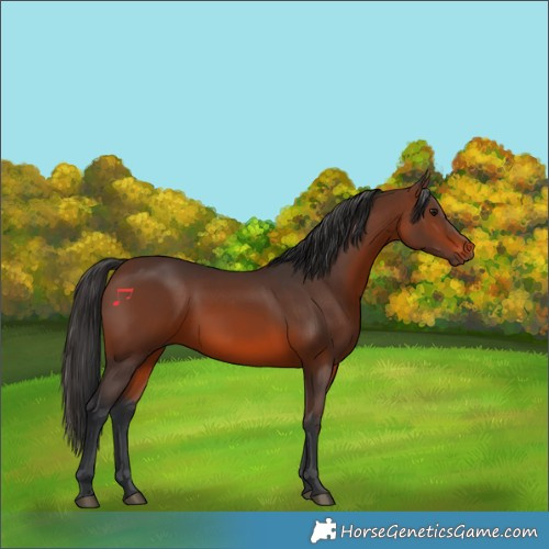 Horse Color:Brown 