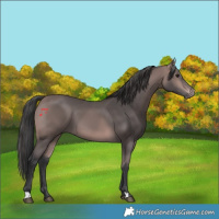 Horse Color:Platinum Bay