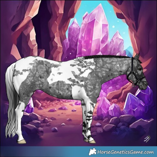 Horse Color:Gray Blue Ice Roan Tobiano