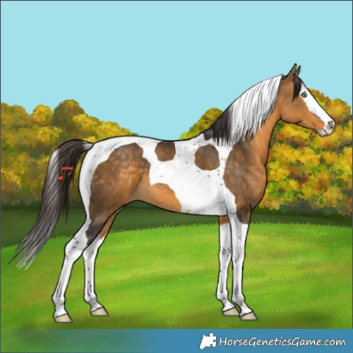 Horse Color:Buckskin Splash Tobiano 