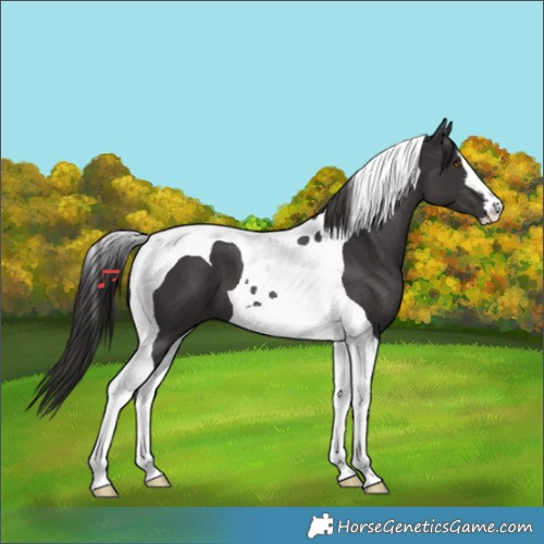 Horse Color:Smoky Black Tobiano 