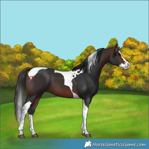 Horse Color:Brown Splash Tobiano 