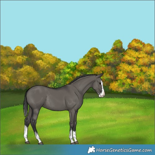 Horse Color:Grullo Splash Rabicano 