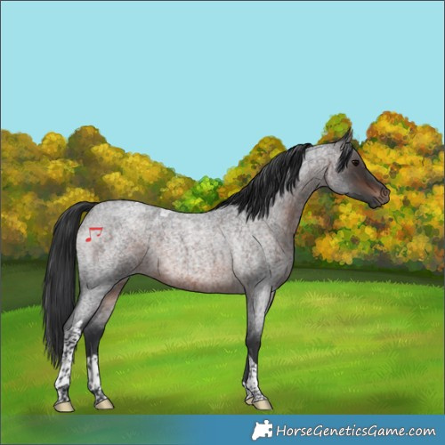 Horse Color:Brown Roan Tobiano Rabicano 