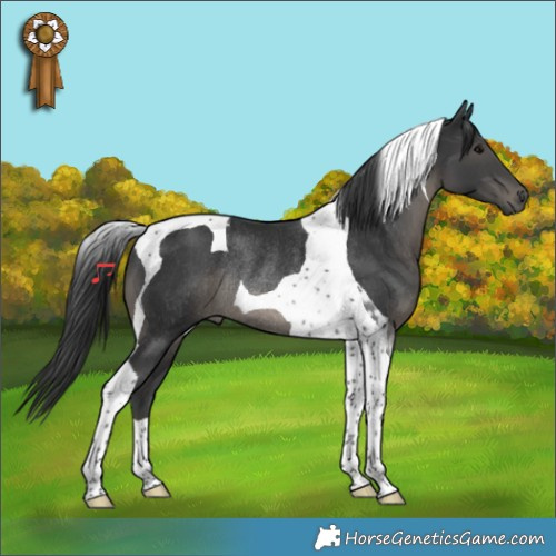 Horse Color:Black Tobiano Rabicano 