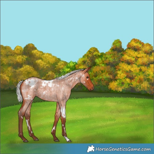 Horse Color:White Spotted Silver Bay Roan 