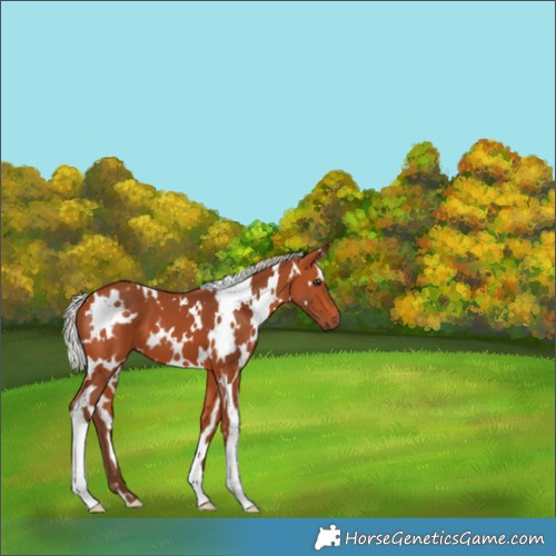 Horse Color:White Spotted Silver Bay 