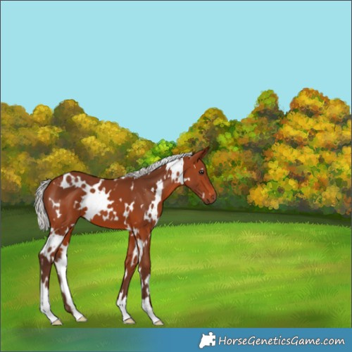Horse Color:White Spotted Silver Brown 
