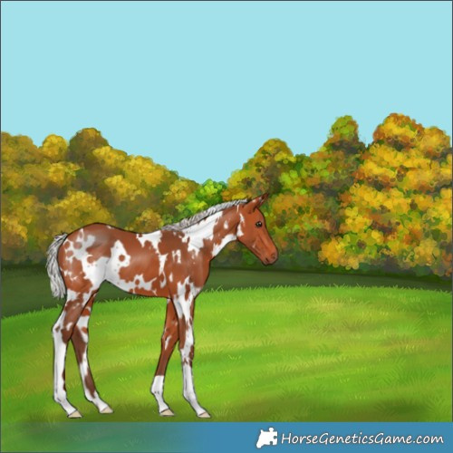 Horse Color:White Spotted Silver Bay 