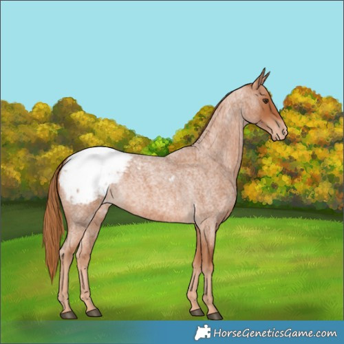 Horse Color:Red Roan Appaloosa 