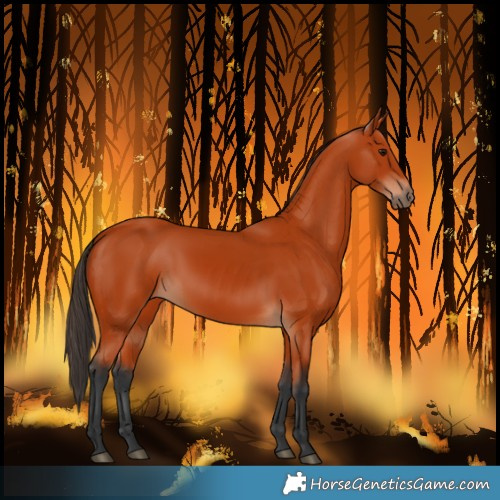 Horse Color:Bay 