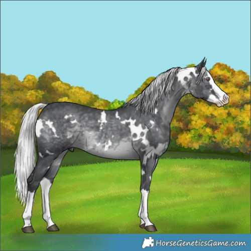 Horse Color:White Spotted Silver Black Chinchilla Splash 