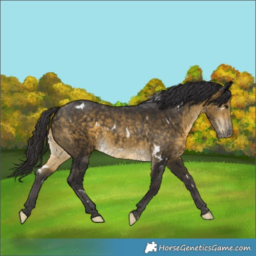 Horse Color:White Spotted Buckskin