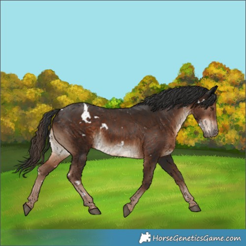 Horse Color:White Spotted Liver Chestnut
