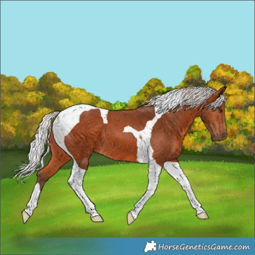 Horse Color:Silver Bay Tobiano