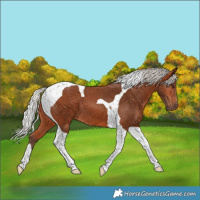 Horse Color:Silver Bay Tobiano