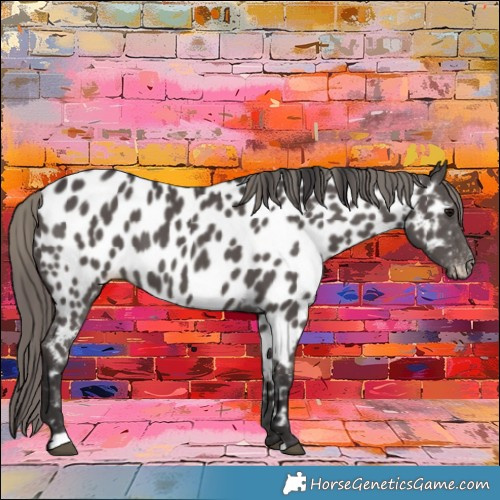 Horse Color:Smoky Black Near Leopard
