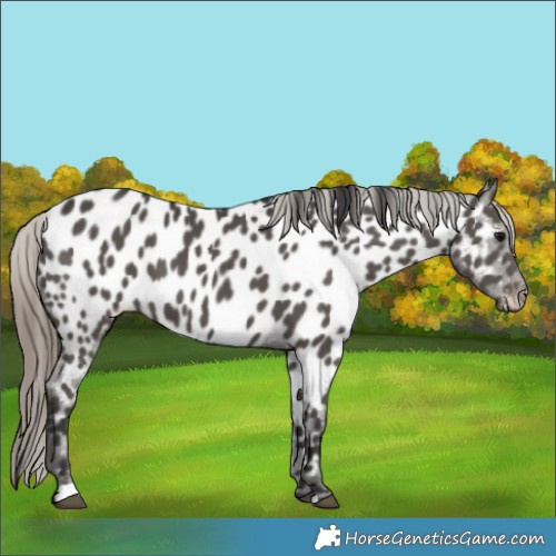 Horse Color:Smoky Black Appaloosa 