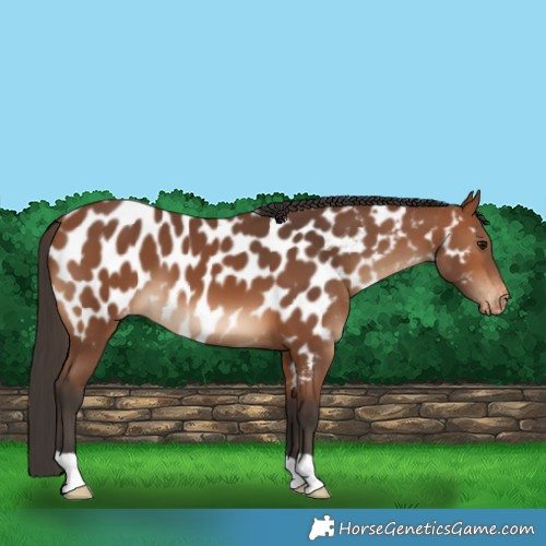 Horse Color:Bay Appaloosa 