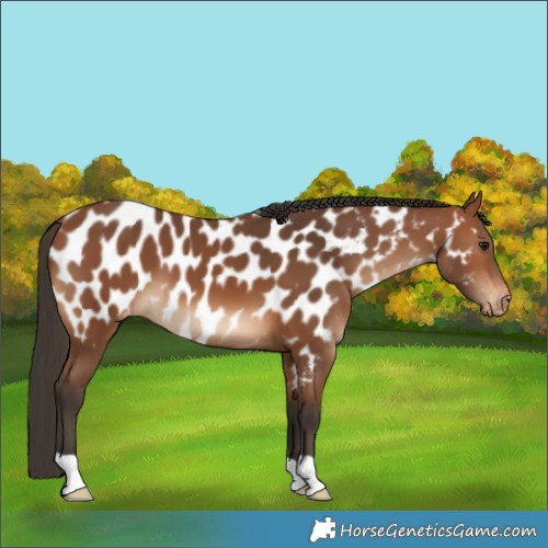 Horse Color:Bay Near Leopard 