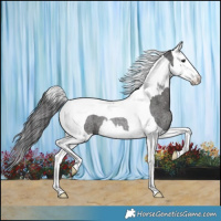 Horse Color:Smoky Blue Roan Splash Tobiano Rabicano 