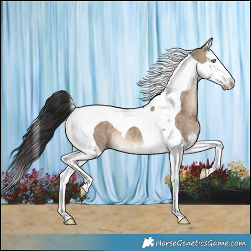 Horse Color:Brown Dun Splash Tobiano 