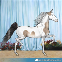 Horse Color:Brown Dun Splash Tobiano 