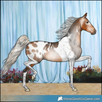Horse Color:Gray Silver Buckskin Tobiano Appaloosa Rabicano 