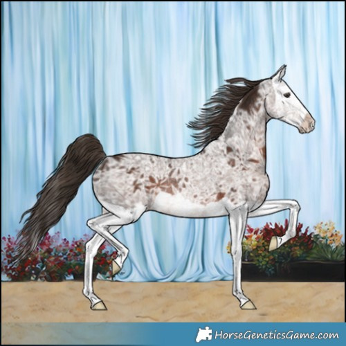 Horse Color:Liver Chestnut Ice Splash Rabicano
