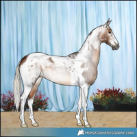 Horse Color:Gray Silver Bay Tobiano 