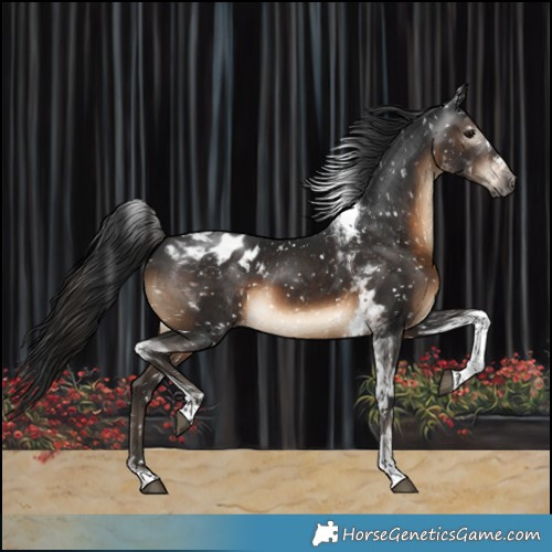 Horse Color:Gray Brown Tobiano Appaloosa 