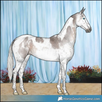 Horse Color:Gray Silver Black Sabino Splash Tobiano Blanket Rabicano 