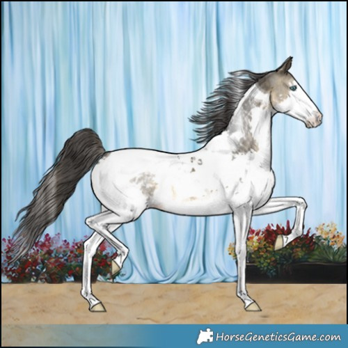 Horse Color:Buckskin Splash Tobiano