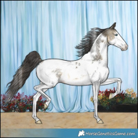 Horse Color:Buckskin Splash Tobiano 