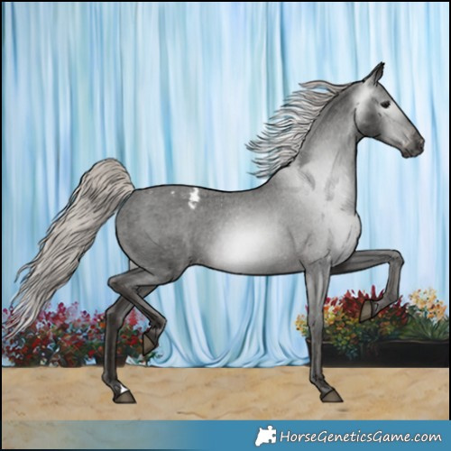 Horse Color:Gray Silver Black Appaloosa 