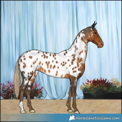 Horse Color:Chocolate Palomino Appaloosa 