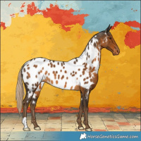 Horse Color:Chocolate Palomino Appaloosa