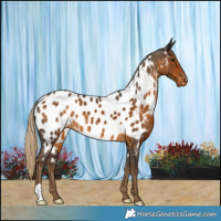 Horse Color:Chocolate Palomino Blanket 