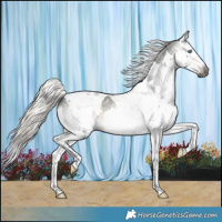 Horse Color:Gray Silver Smoky Blue Roan Splash Tobiano Rabicano 