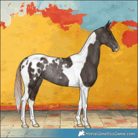 Horse Color:Liver Chestnut Tobiano Blanket Rabicano 