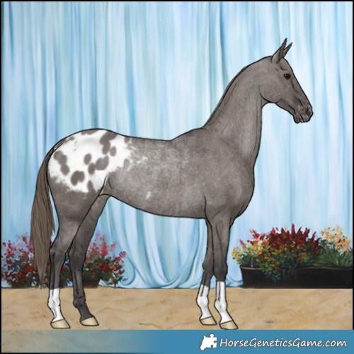 Horse Color:Smoky Grullo Appaloosa Rabicano 