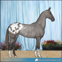 Horse Color:Smoky Grullo Blanket Rabicano 