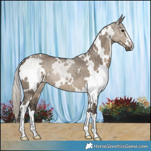 Horse Color:White Spotted Silver Smoky Grullo 