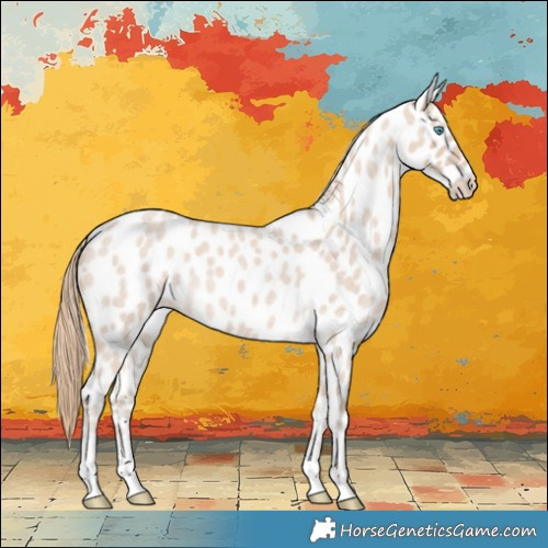 Horse Color:Smoky Creme Roan Appaloosa 