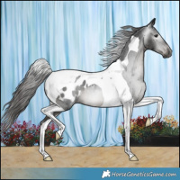 Horse Color:Gray Smoky Black Tobiano Blanket Rabicano 