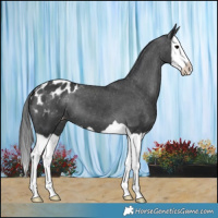 Horse Color:Black Splash Blanket 