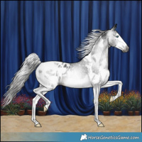 Horse Color:Gray Black Splash Tobiano Blanket Rabicano 