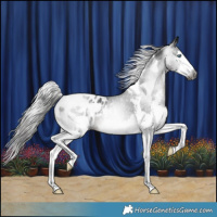 Horse Color:Gray Black Splash Tobiano Blanket Rabicano 