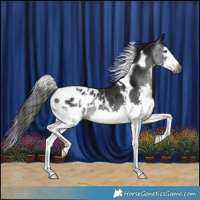 Horse Color:Gray Black Splash Tobiano Appaloosa Rabicano 